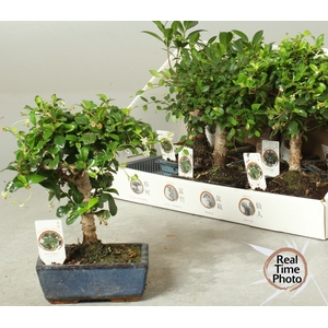 BONSAI GEM