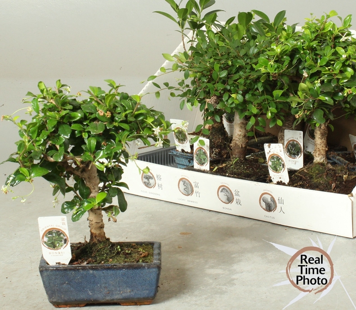 <h4>BONSAI GEM</h4>