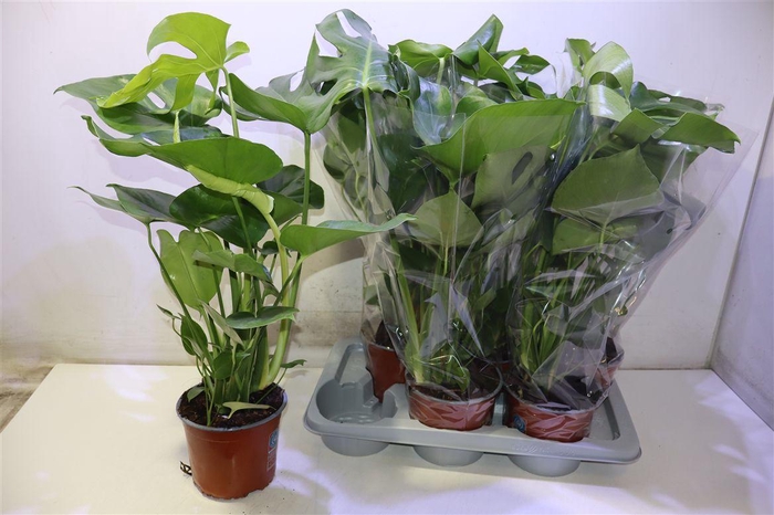 <h4>Monstera Deliciosa</h4>
