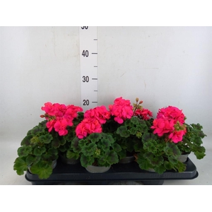 Pelargonium zona. 'ToscaSil Klaas'