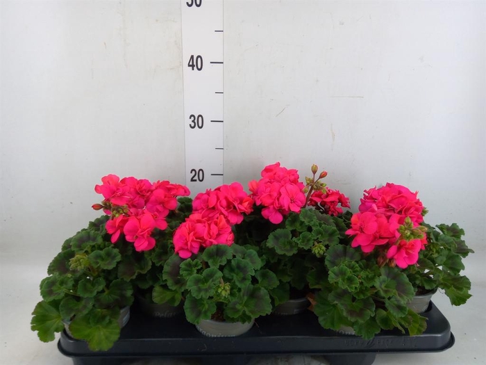 <h4>Pelargonium zona. 'ToscaSil Klaas'</h4>
