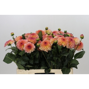 Dahlia Chanel