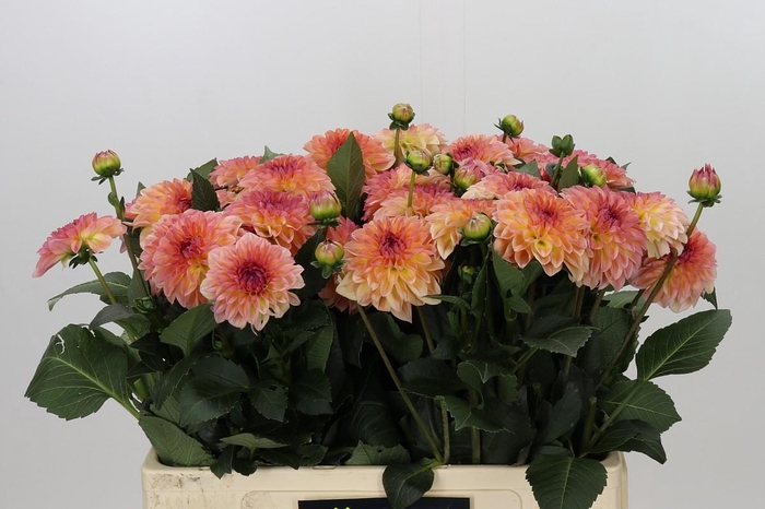 <h4>Dahlia Chanel</h4>