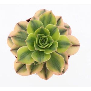 Aeonium   ...