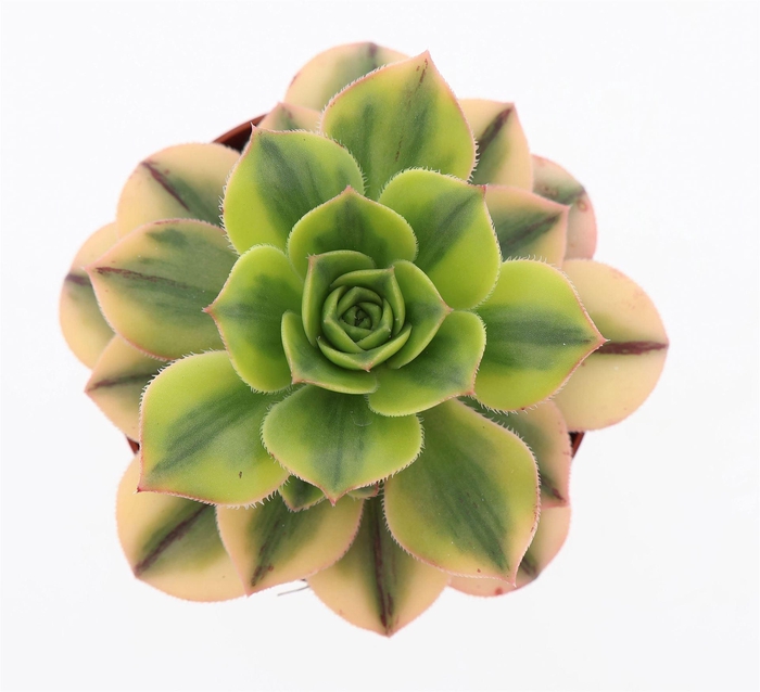 <h4>Aeonium   ...</h4>