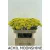 Achil Moonshine