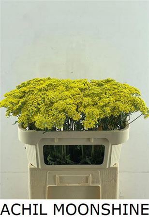 <h4>Achillea Moonshine</h4>