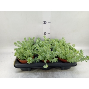Sedum burrito