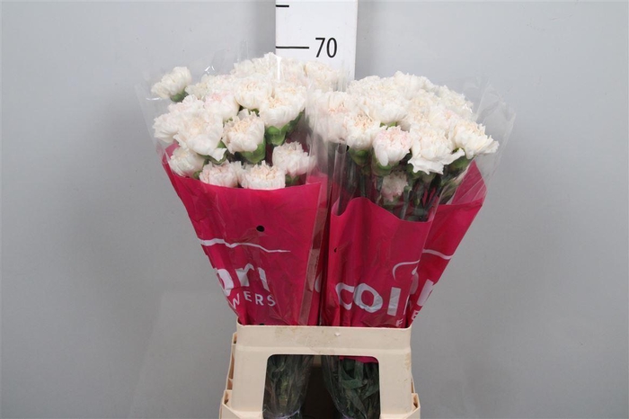 <h4>Di St Moon Golem</h4>