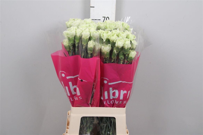 <h4>Di St Prado Mint</h4>