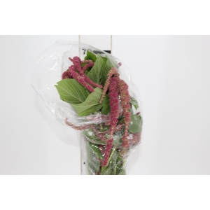 AMARANTHUS VINHO
