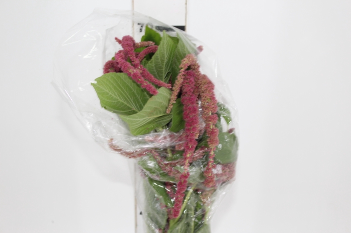 <h4>AMARANTHUS VINHO</h4>