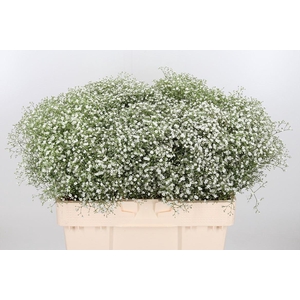 Gyps Pa Zi Discovery