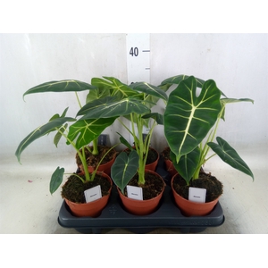 Alocasia   ...