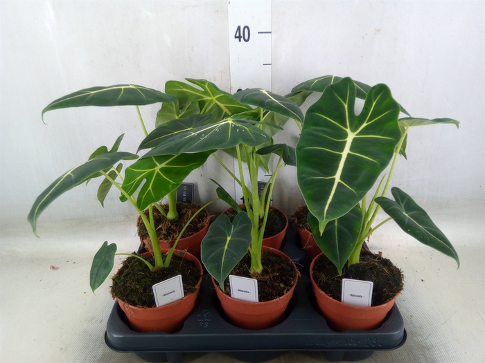 <h4>Alocasia   ...</h4>