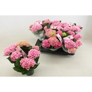 HYDR M MAG REVOLUTIO