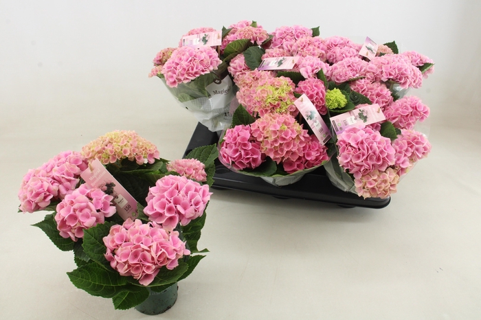 <h4>HYDR M MAG REVOLUTIO</h4>