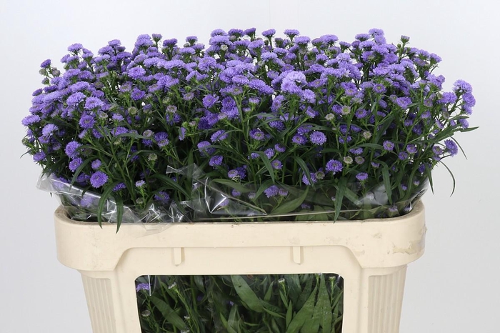 <h4>Aster Baby Blue</h4>