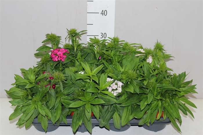<h4>Dianthus Ba Barbarini Gemengd</h4>