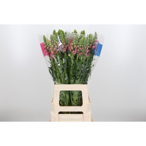 Antir Avignon C Rose