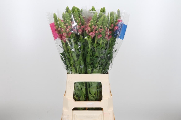 <h4>Antir Avignon C Rose</h4>