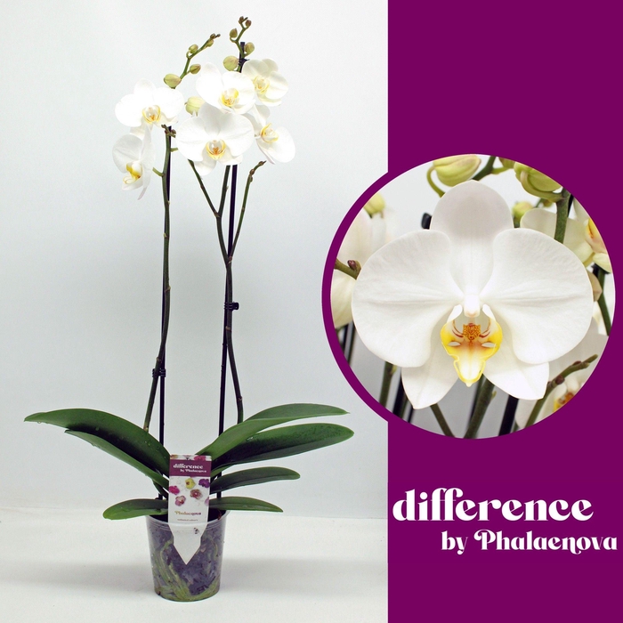 <h4>London 2-tak 60cm (RIJP)</h4>