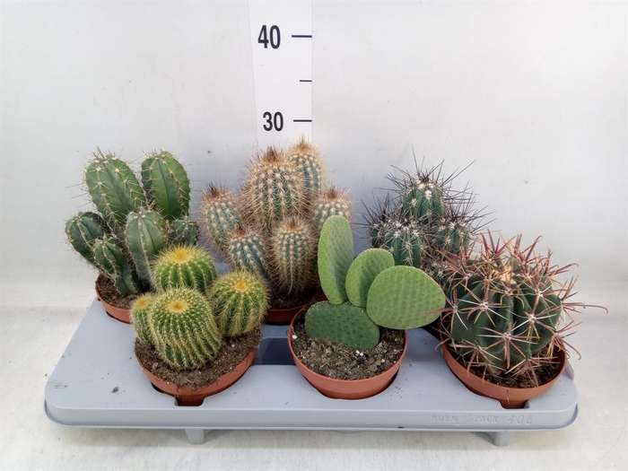 <h4>Cactus ...mix</h4>
