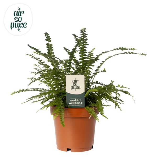 <h4>Nephrolepis Duffii 12cm (zonder hoes)</h4>