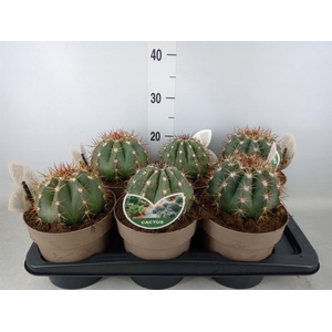 Mammillaria spinosissima