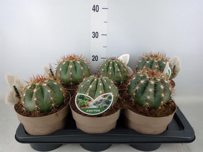 <h4>Mammillaria spinosissima</h4>
