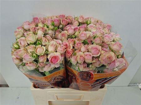 <h4>R Tr Dinara</h4>