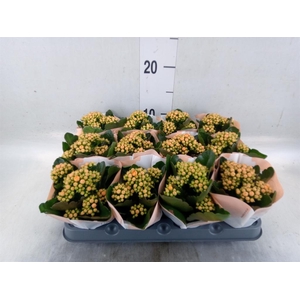 Kalanchoe  'RoseFlow Agnes'