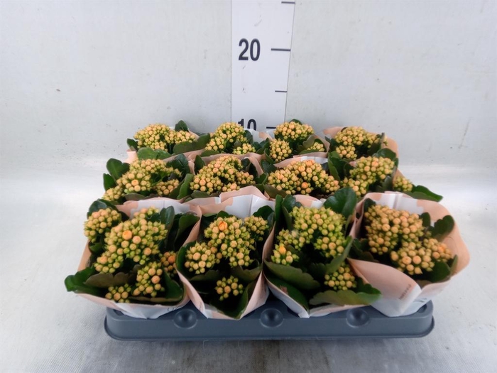 <h4>Kalanchoe  'RoseFlow Agnes'</h4>