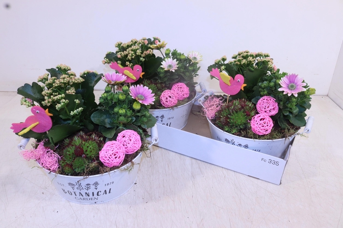 <h4>ARR TUINPLANTEN</h4>