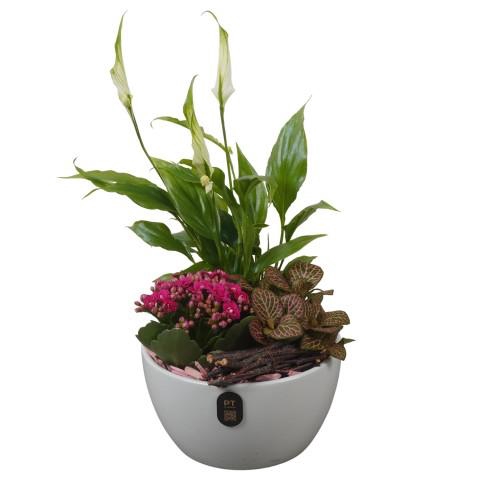<h4>PTIB5152 Arrangementen kamerplanten</h4>