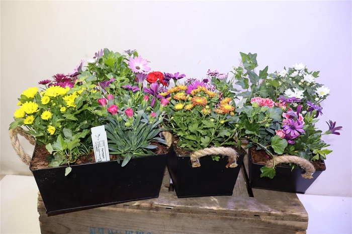 <h4>Arr Tuinplanten In Zwart Zink</h4>