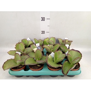 Kalanchoe HG ...