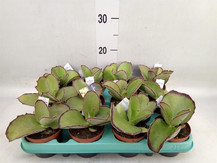 <h4>Kalanchoe HG ...</h4>