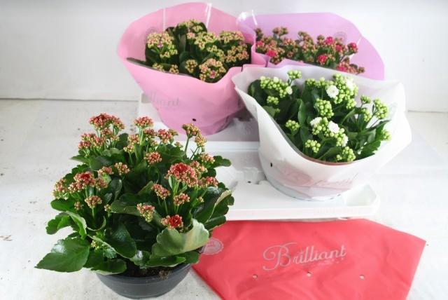 <h4>KAL GE GEM 4 KL</h4>