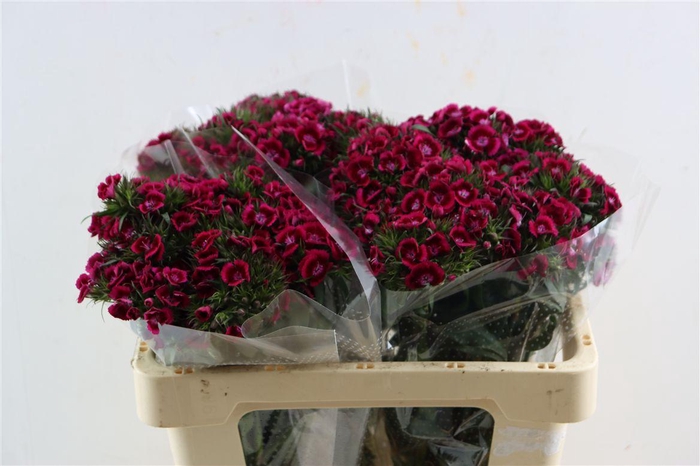 <h4>Di Barb Breanthus Jolly Purple Pink</h4>