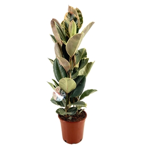 Ficus tineke