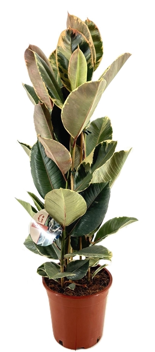 <h4>Ficus tineke</h4>