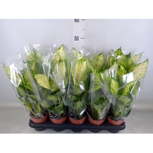 Dieffenbachia  'Amy'