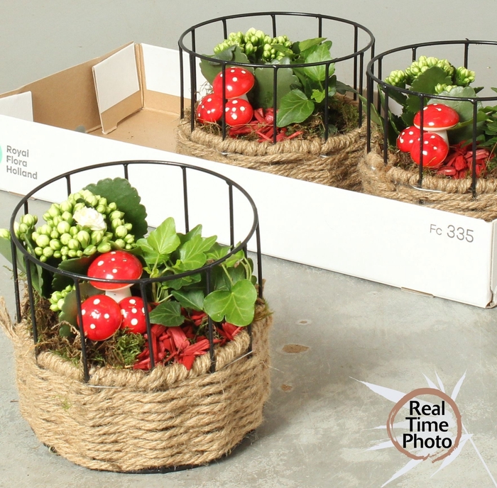 <h4>ARR KAMERPL</h4>