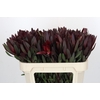 Leucadendron Saf Sunset Dark R.