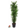 Dracaena Cintho