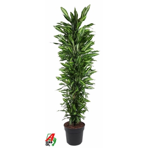 Dracaena Cintho