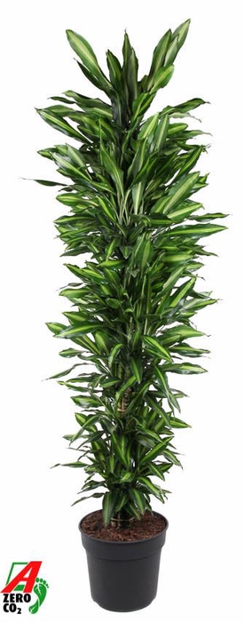 <h4>Dracaena Cintho</h4>