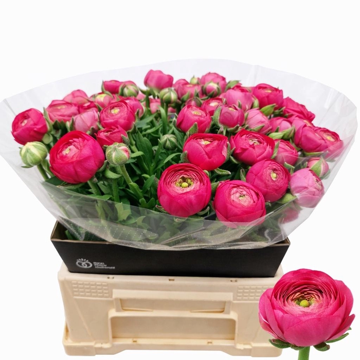 <h4>RAN EL HOT PINK</h4>