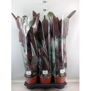 Ctenanthe oppenheimiana